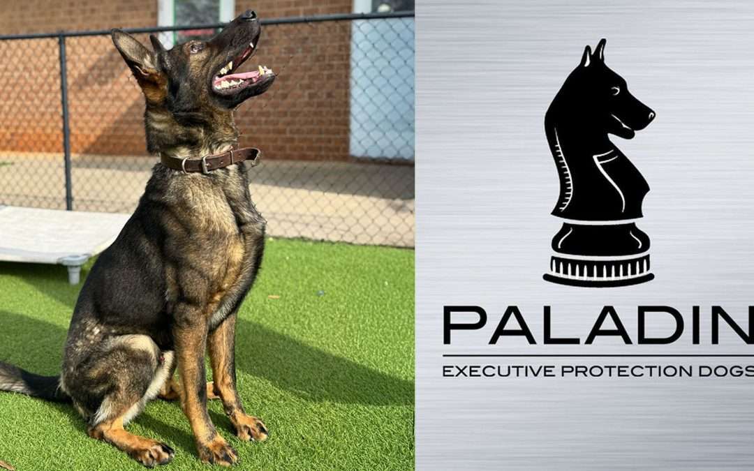 Ice – Protection Dog For Sale – Paladin K9